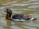 Red-Breasted Goose (WWT Slimbridge June 2009) - pic by Nigel Key